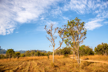 tree in rural field dry meadow