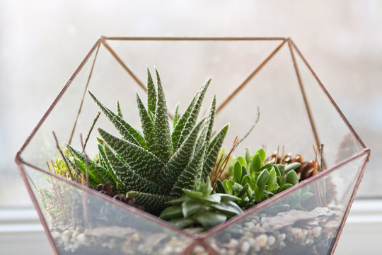 Mini Succulent Garden In Glass Terrarium