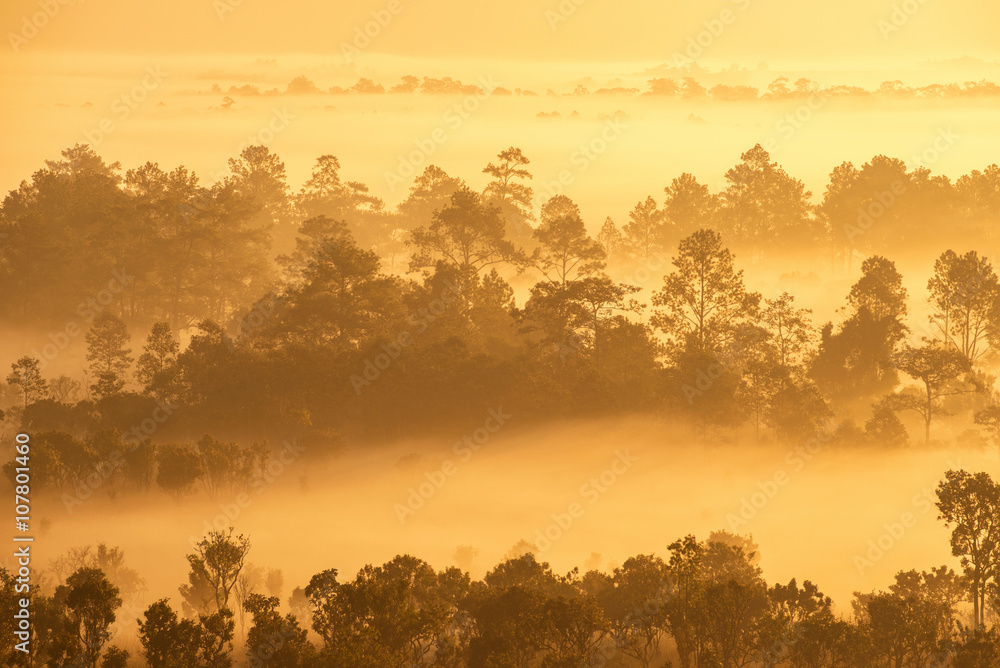 Wall mural Beautiful sunrise scene with misty in morning in forest valley i