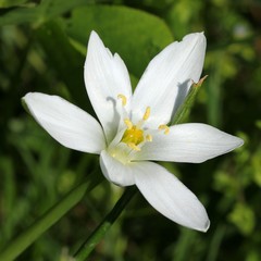 Ornithogalum umbellatum - Star of bethlehem