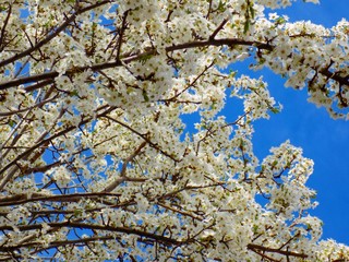 Fototapeta premium Flowering tree in spring 