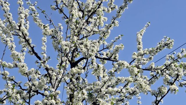 Plum tree in bloom and bees on a plum flower. Nature in spring.