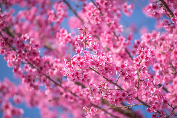 Himalayan Cherry Blossom , also call sakura in doi ang khang bea