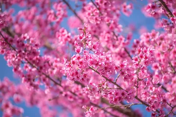 Papier Peint photo Fleur de cerisier Himalayan Cherry Blossom , also call sakura in doi ang khang bea