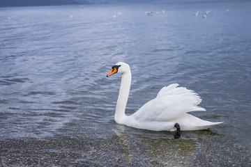 Swan on the Lake