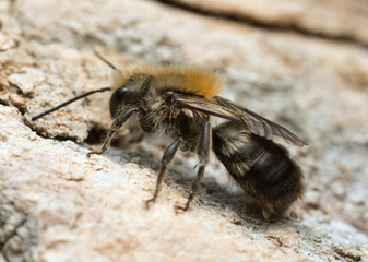 Solitary bee on wood