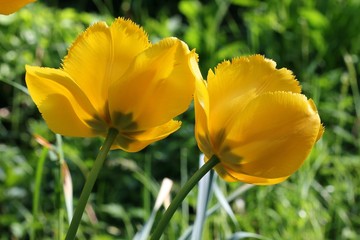 Obraz premium Tulip
