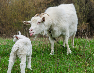 Obraz premium Goat teases her kid