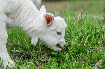 Naklejka na ściany i meble Young goat nibbling grass