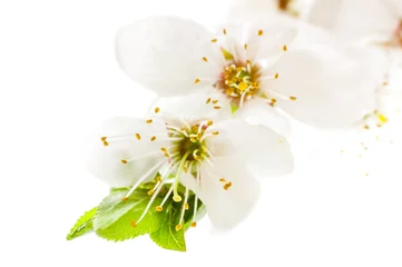Crédence de cuisine en verre imprimé Fleur de cerisier Flowering cherry branches close-up