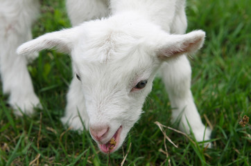 Young goat nibbling grass