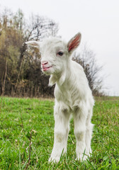 Obraz na płótnie Canvas Young goat teases for the camera