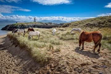 Coastal Wild Horses