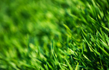  grass texture