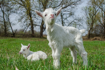 Two young goat on a meadow