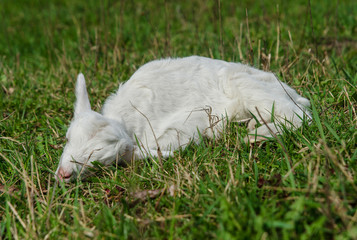 Little goat ill and lying on the grass