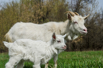 Obraz premium Goat and kid with interest looking into the distance