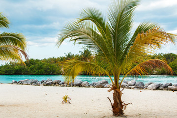Fototapeta na wymiar Palm on the beach