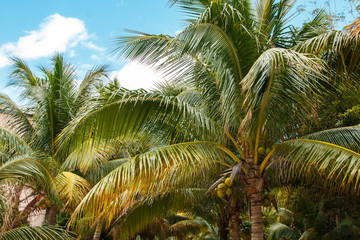 Palm leaves over blue sky background