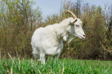 Sad goat standing on a meadow