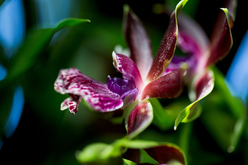 Blur Orchid