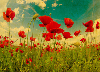 Obraz premium meadow with wild poppies