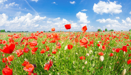Beautiful poppy field