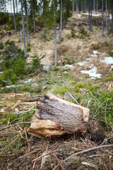 Deforestation in Romania