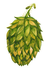 Hop Cone, Sketch