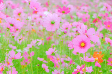 Cosmos flower (Cosmos Bipinnatus) with blurred and bokeh backgro
