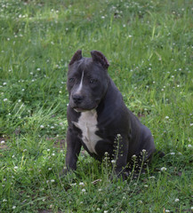 cucciola Bully Dax line