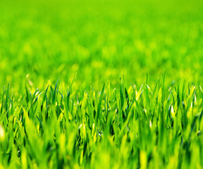 Grass background