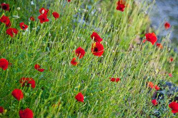 Beautiful poppy flowers