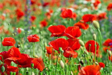 Field of bright red corn poppy flowers in summer
