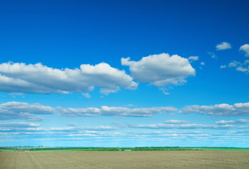 field of grass and perfect sky