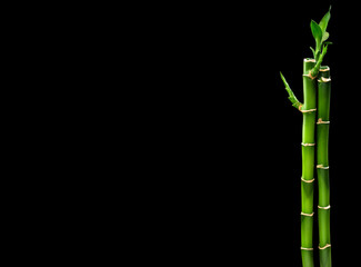 green bamboo isolated on a black background