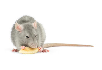 rat isolated on white