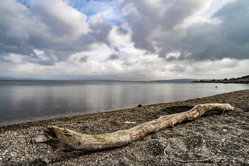 Obraz premium Tree on the Lake