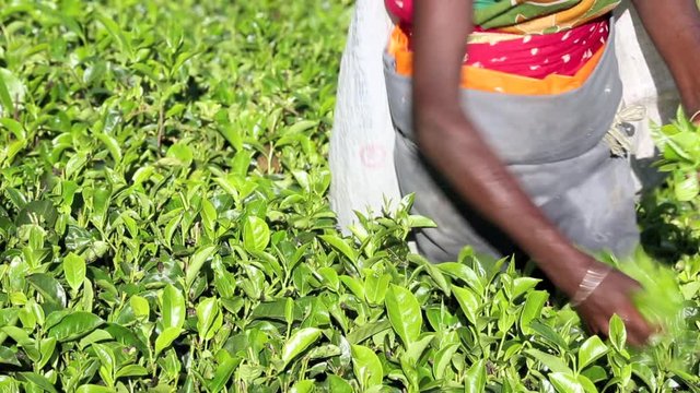Tea plucker picking tea on plantation near Nuwara Eliya, Sri Lanka 
