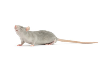 rat isolated on white © ZaZa studio