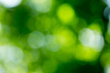 Green blurred background and sunlight