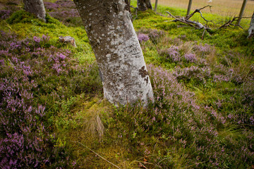 Scotland -  heather in beech woodland, forest in pentland Hills.