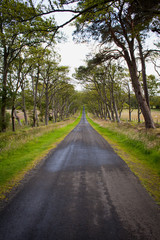 Narrow beech road in Scotland -  countryside, Pentland Hills.