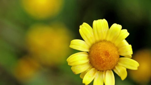 macro of a yellow daisy on a rainy day in the countryside