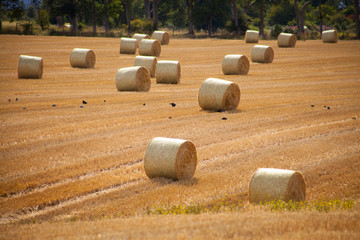 straw bale on the golden field -  harvest season in agriculture