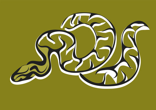royal python