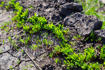new green grass sprouts on cracked soil