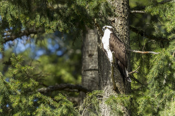 Osprey perched in tree.