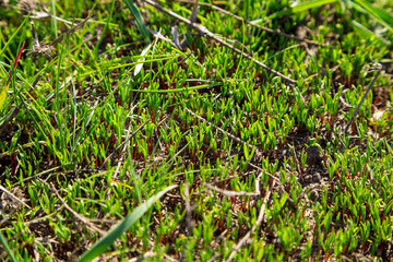 new green grass sprouts