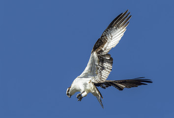 Osprey flutters its wings.